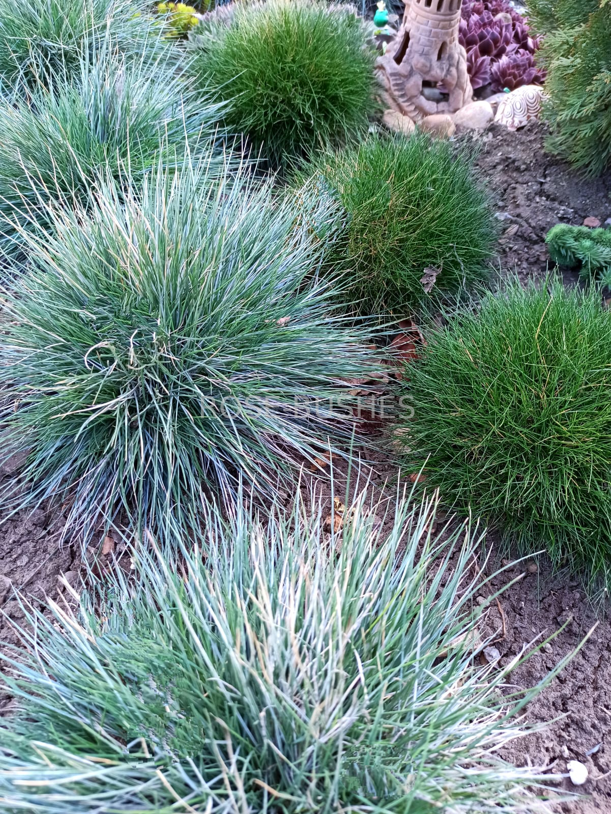 0610 �������� ����� (Festuca glauca)
